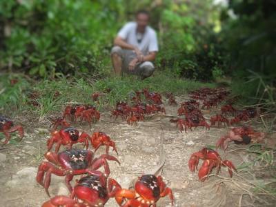 Ian Usher Christmas Island Crabs (Ian Usher)  CC BY-SA 
Informations sur les licences disponibles sous 'Preuve des sources d'images'